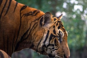 From Jaipur: Sariska National Park Day Tour with Jeep Safari