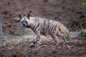 From Jaipur: Sariska National Park Day Tour with Jeep Safari