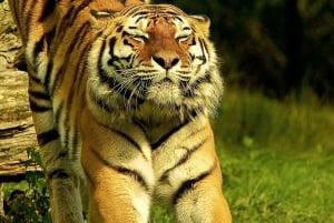 From Jaipur: Sariska National Park Day Tour with Jeep Safari