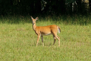 De Jaipur: passeio de um dia no Parque Nacional de Sariska com safari de jipe