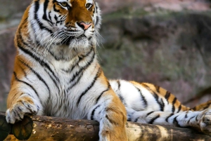 De Jaipur: passeio de um dia no Parque Nacional de Sariska com safari de jipe
