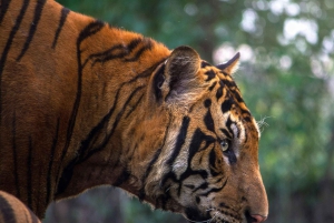 De Jaipur: passeio de um dia no Parque Nacional de Sariska com safari de jipe