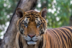 De Jaipur: passeio de um dia no Parque Nacional de Sariska com safari de jipe