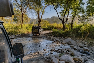 De Jaipur: passeio de um dia no Parque Nacional de Sariska com safari de jipe