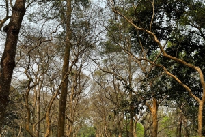 De Jaipur: passeio de um dia no Parque Nacional de Sariska com safari de jipe