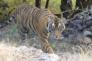 From Jaipur: Sariska National Park Day trip with Safari