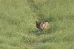 From Jaipur: Sariska National Park Day trip with Safari