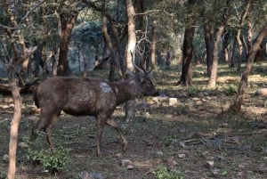 From Jaipur: Sariska National Park Day trip with Safari