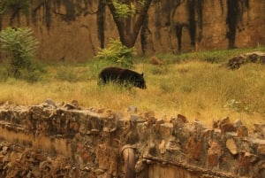 From Jaipur: Sariska National Park Day trip with Safari