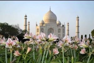 Fra Jaipur : Taj Mahal & Agra Fort Dagstur med frokost