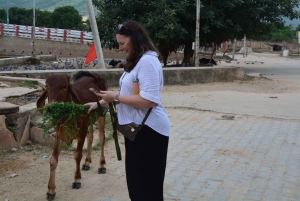 A partir de Jaipur: viagem de 1 dia à cidade dos templos de Pushkar com safari de camelo
