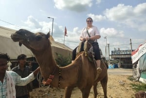A partir de Jaipur: viagem de 1 dia à cidade dos templos de Pushkar com safari de camelo