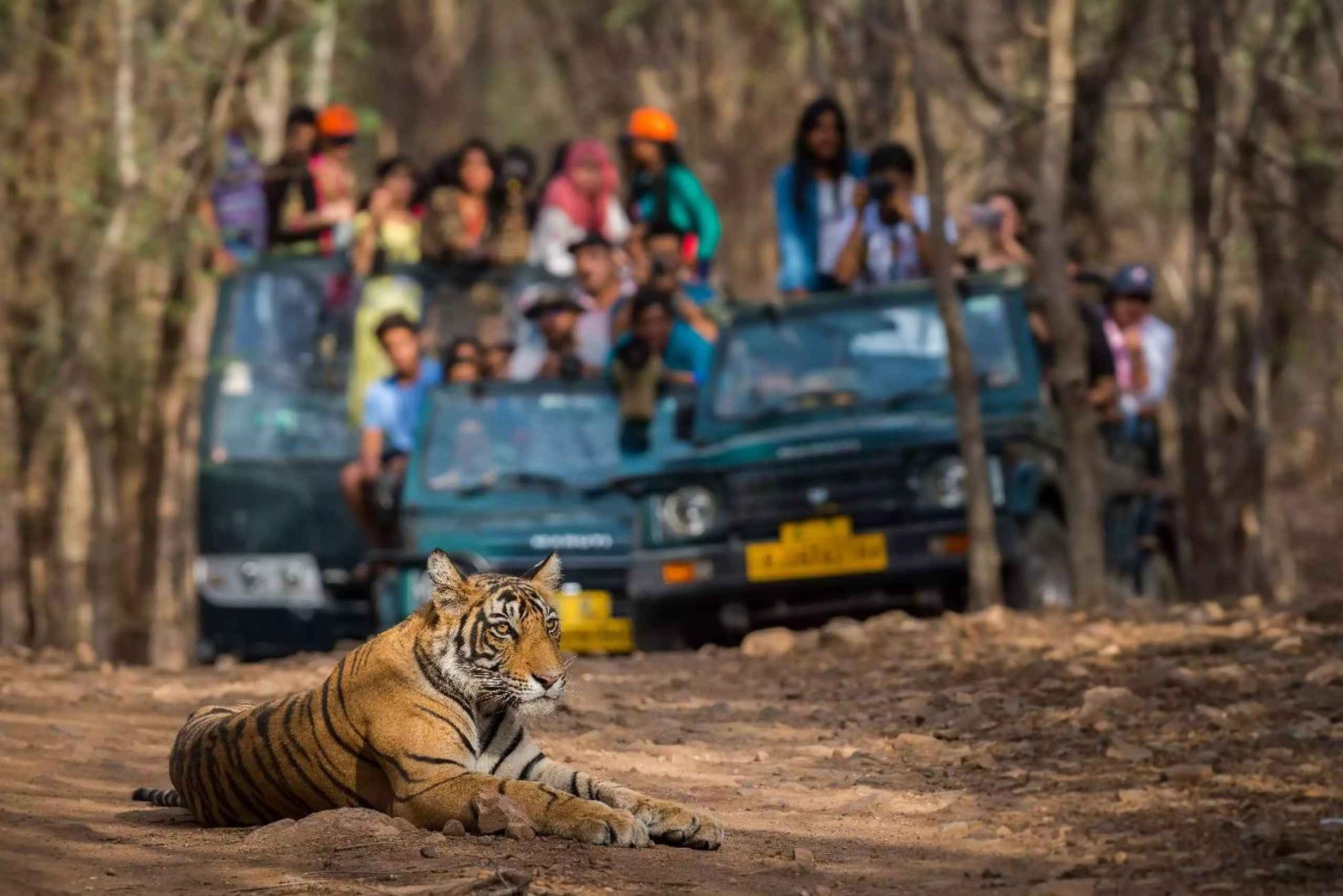 From Jaipur:Ultimate Jaipur to Ranthambore Jeep Safari Tour