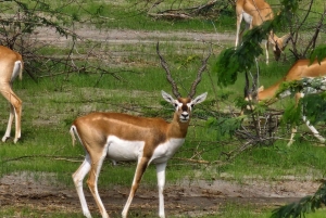 Von Jodhpur aus: Erlebe die authentische Bishnoi-Dorf-Safari