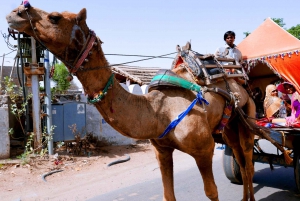 From Jodhpur: Self-Guided Private Day Trip to Pushkar