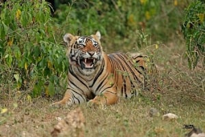 From New Delhi: 3-Day Sariska Tiger Reserve Private Tour