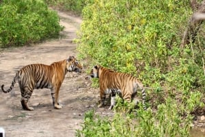 New Delhistä: 3 päivän yksityinen retki Sariskan tiikerireservaattiin