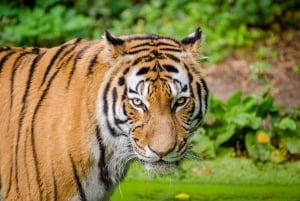 Desde Nueva Delhi: Safari en Tigre de 5 días y Viaje al Triángulo de Oro