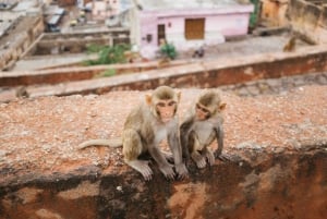 From Delhi: Private Jaipur Day Trip with Driver & Guide