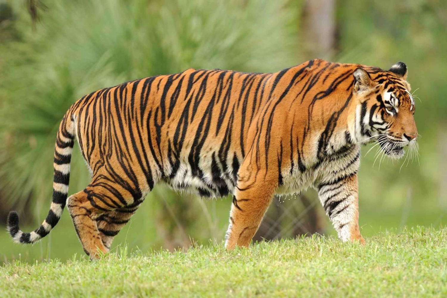 Из: Рантхамбор: Сафари на тигра с гидом в Кантере