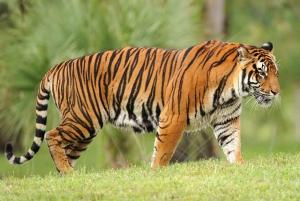 Fra: Ranthambore: Guidet tigersafari i Canter