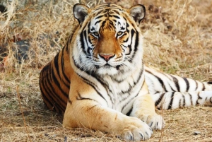 Fra: Ranthambore: Guidet tigersafari i Canter