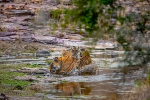 Fra: Ranthambore: Guidet tigersafari i Canter