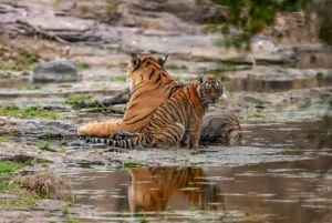 Fra: Ranthambore: Guidet tigersafari i Canter