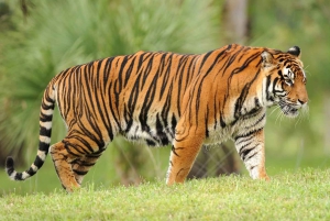 Из: Рантхамбор: Сафари на тигра с гидом в Кантере