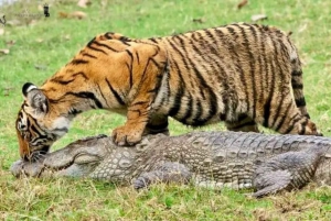 Из: Рантхамбор: Сафари на тигра с гидом в Кантере