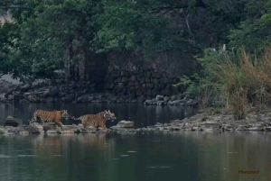 Из: Рантхамбор: Сафари на тигра с гидом в Кантере
