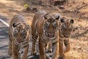 Z Ranthambore: Oficjalne safari tygrysów w kanterze z przewodnikiem