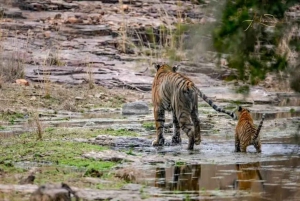 Z Ranthambore: Oficjalne safari tygrysów w kanterze z przewodnikiem