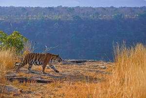 Z Ranthambore: Oficjalne safari tygrysów w kanterze z przewodnikiem