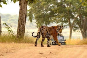 Z Ranthambore: Oficjalne safari tygrysów w kanterze z przewodnikiem