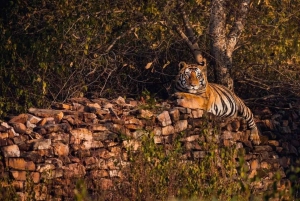 Z Ranthambore: Oficjalne safari tygrysów w kanterze z przewodnikiem