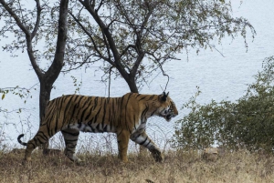 Z Ranthambore: Oficjalne safari tygrysów w kanterze z przewodnikiem