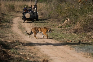 Fra Sariska: Officiel tigersafari i åben jeep med guide