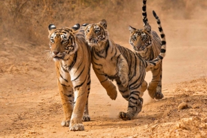 Fra Sariska: Officiel tigersafari i åben jeep med guide