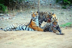 Fra Sariska: Officiel tigersafari i åben jeep med guide