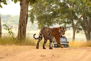 Fra Sariska: Officiel tigersafari i åben jeep med guide