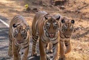 Fra Sariska: Officiel tigersafari i åben jeep med guide