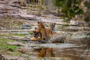 Fra Sariska: Officiel tigersafari i åben jeep med guide