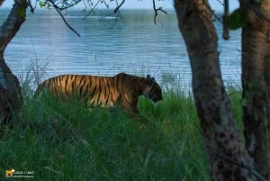 Fra Sawai Madhopur: Ranthambore Nationalpark Jeep Safari