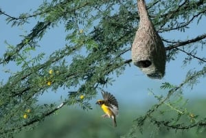 Ab Udaipur: Authentische Dorf-Safari-Erfahrung