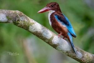 Ab Udaipur: Authentische Dorf-Safari-Erfahrung