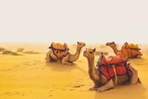 Full-Day Jaisalmer Desert Safari & City Tour with Camel Ride