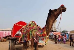 Excursão de um dia inteiro a Pushkar saindo de Jaipur com guia + safári de camelo/jeep