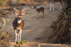 Gyllene triangeln och dubbel safari i Ranthambore på 4 dagar