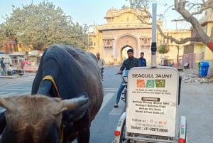 Jaipur: Ochtendfietstour met gids en culinaire tour